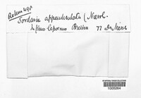 Sordaria appendiculata image